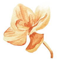 IanMikraz-Watercolor-Orange-Orchid-Flower-Illustration-Graphics-07
